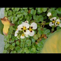 Regnellidium diphyllum (fam Marsileacees) (Am. sud) (Parc de la tete d'or) (3)